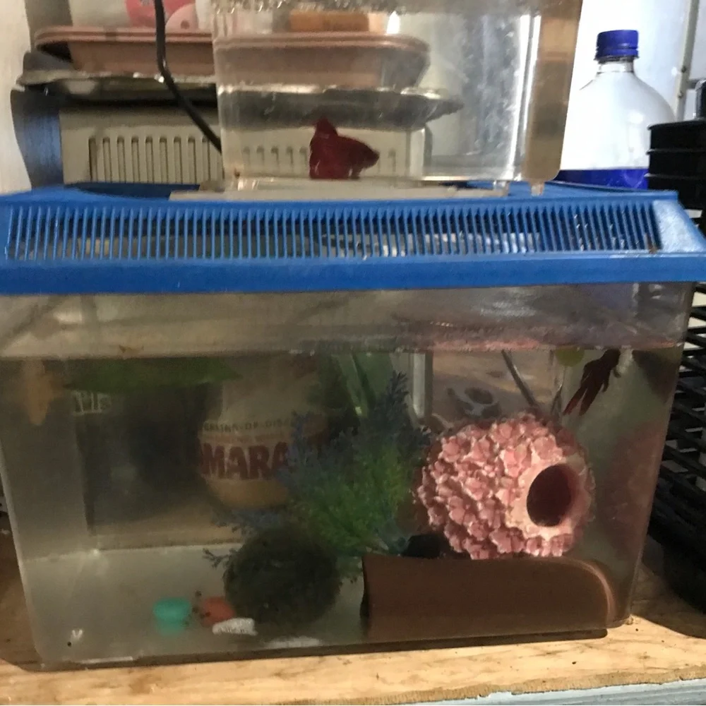Mini fish tanks 2024